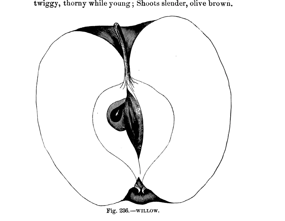 Illustration from Warder, American Pomology: Apples (1867)
