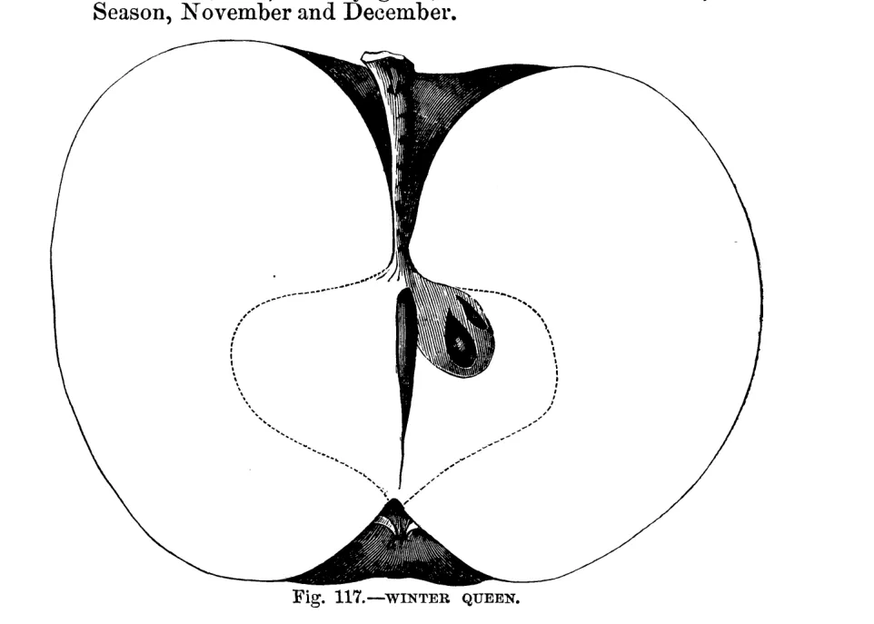 Illustration from Warder, American Pomology: Apples (1867)