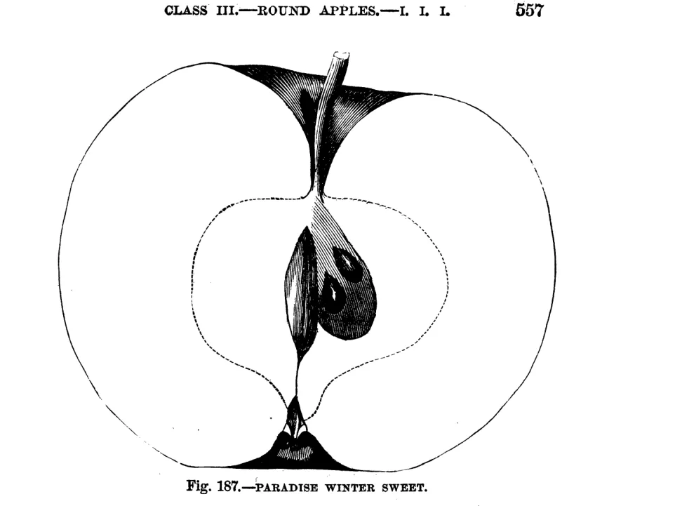 Illustration from Warder, American Pomology: Apples (1867)