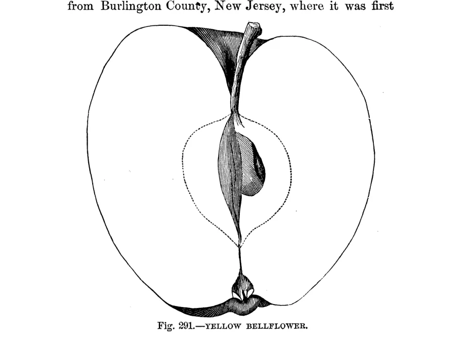 Illustration from Warder, American Pomology: Apples (1867)