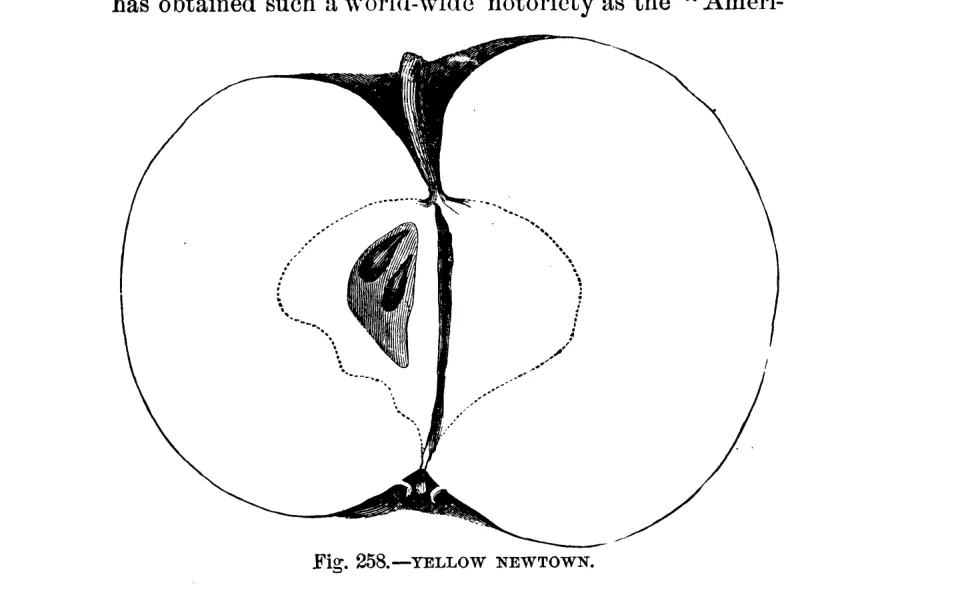 Illustration from Warder, American Pomology: Apples (1867)