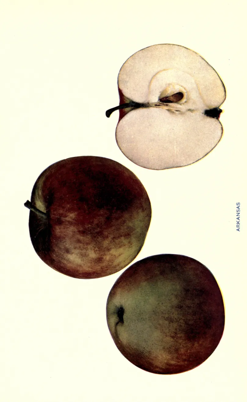 Illustration from Beach, The Apples of New York Vol. 1 (1905)
