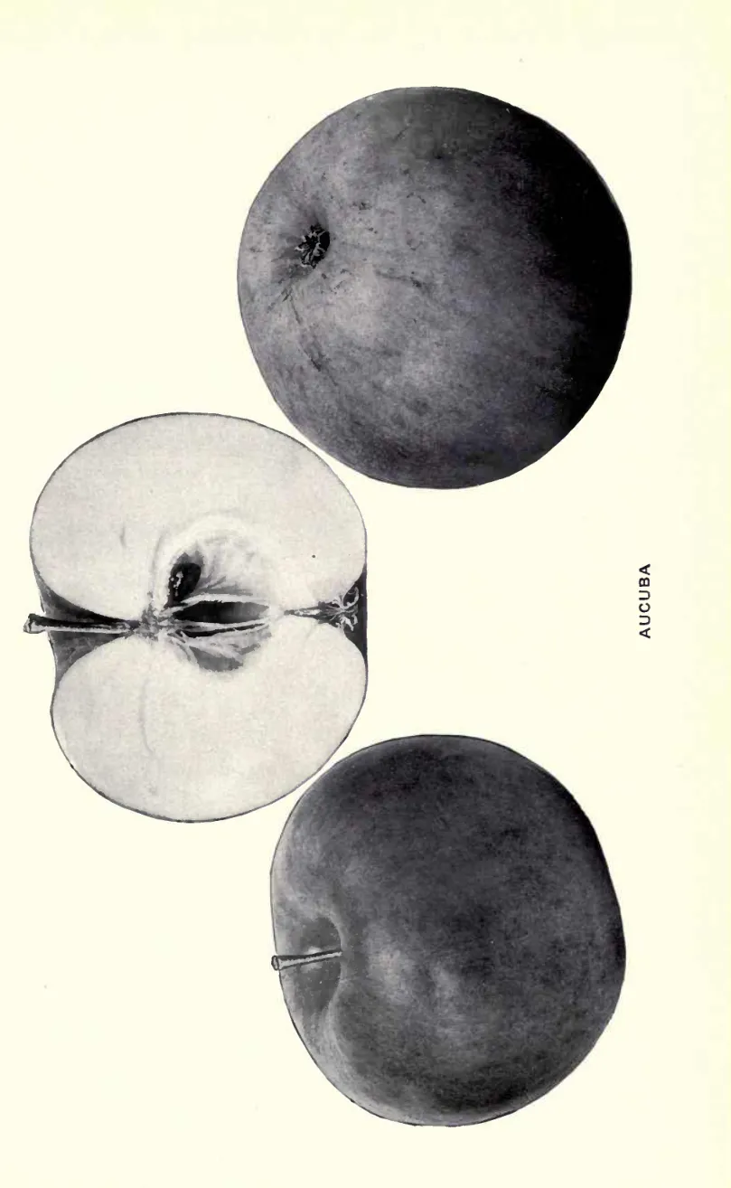 Illustration of Aucuba