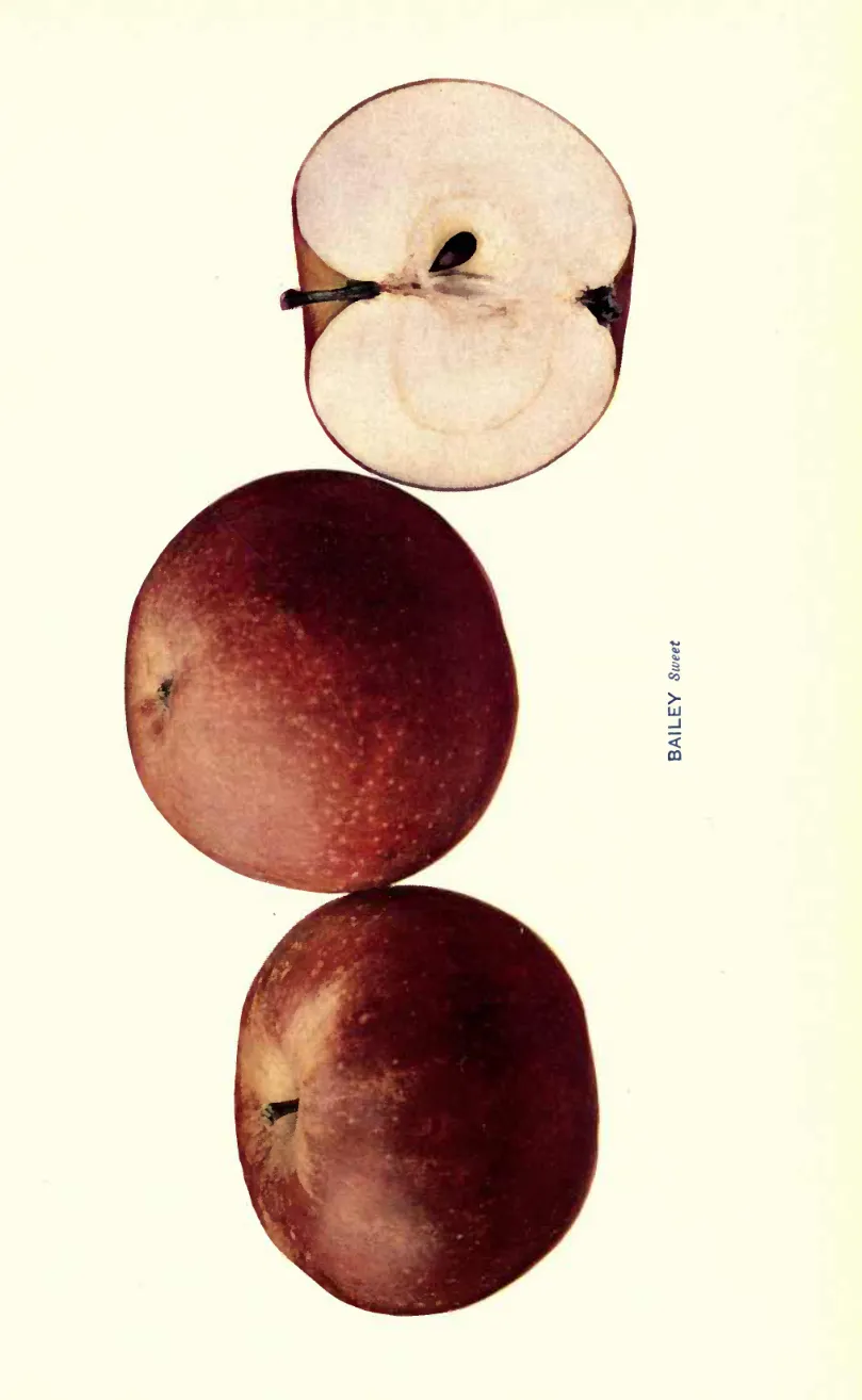 Illustration from Beach, The Apples of New York Vol. 1 (1905)