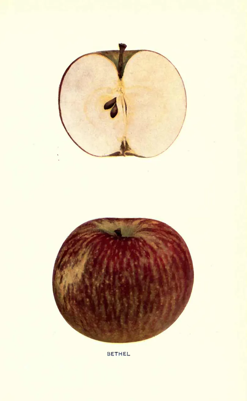 Illustration of Bergen