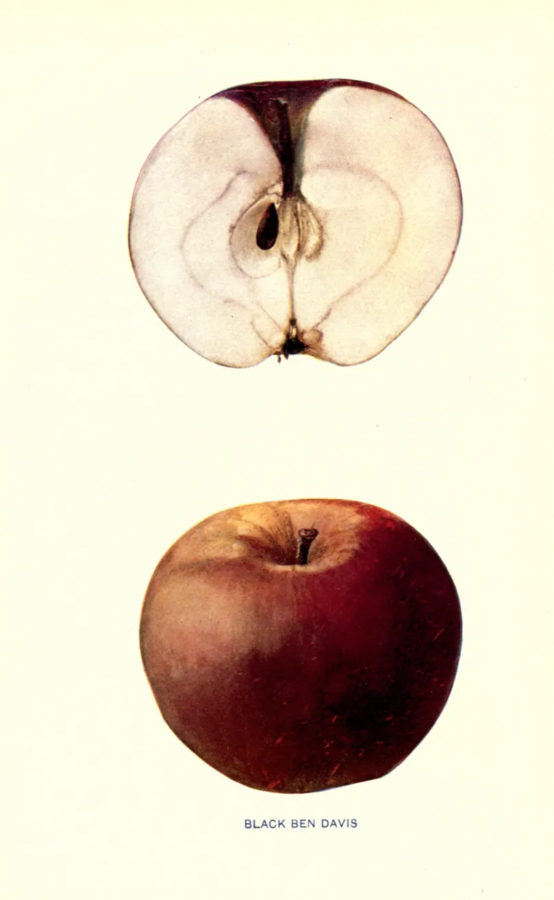 Illustration from Beach, The Apples of New York Vol. 1 (1905)