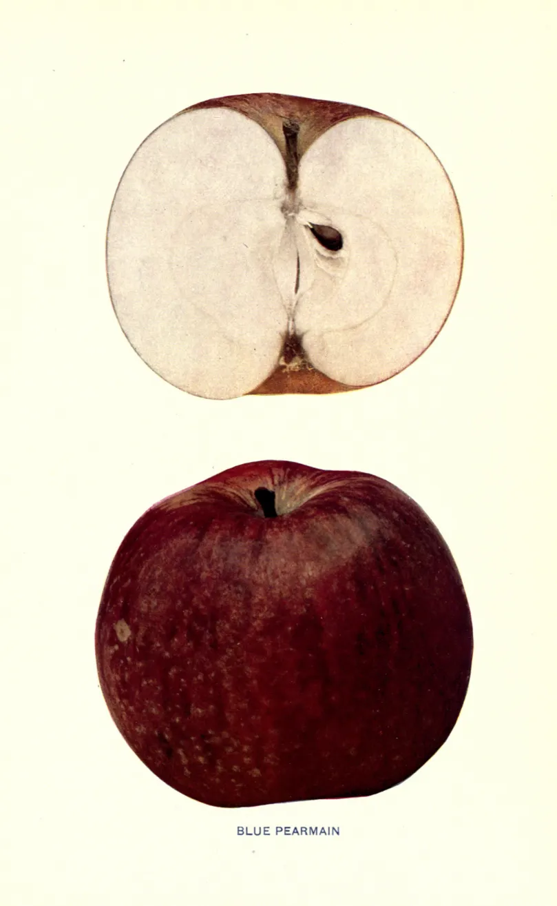 Illustration from Beach, The Apples of New York Vol. 1 (1905)