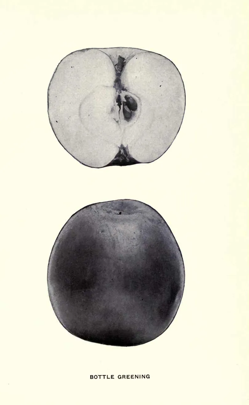 Illustration from Beach, The Apples of New York Vol. 1 (1905)