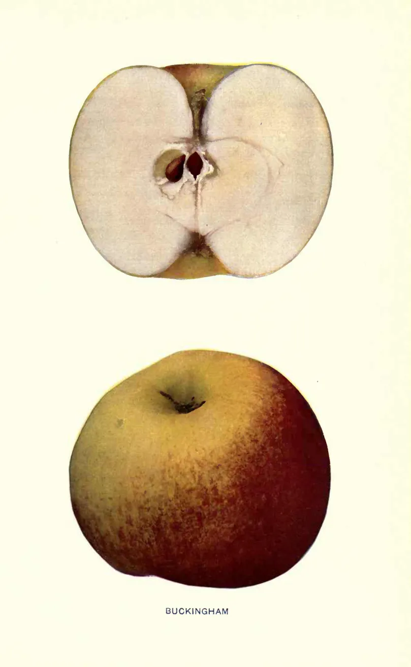 Illustration from Beach, The Apples of New York Vol. 1 (1905)