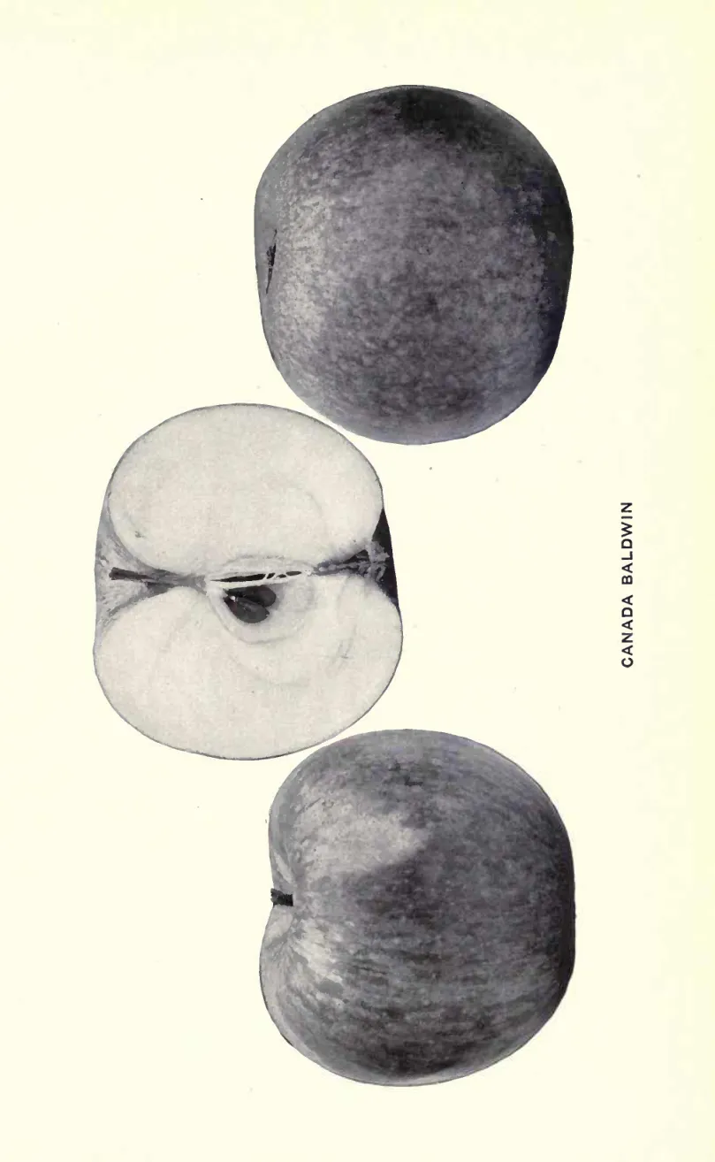 Illustration from Beach, The Apples of New York Vol. 1 (1905)