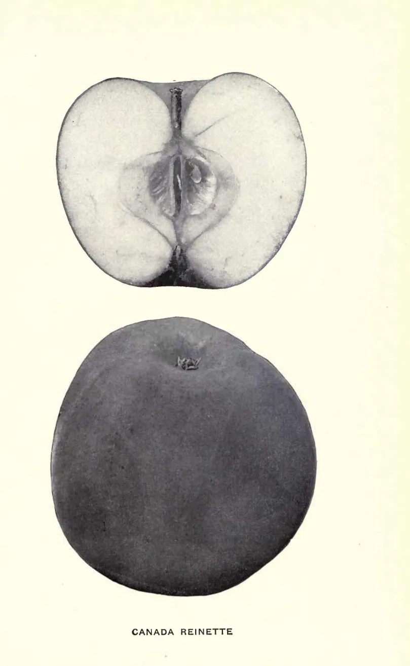 Illustration from Beach, The Apples of New York Vol. 1 (1905)