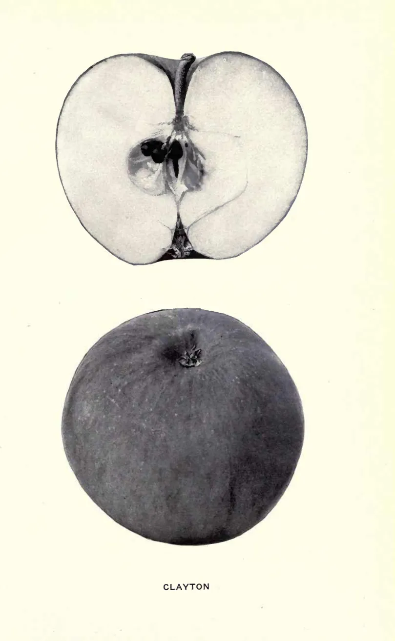 Illustration of Carpentin