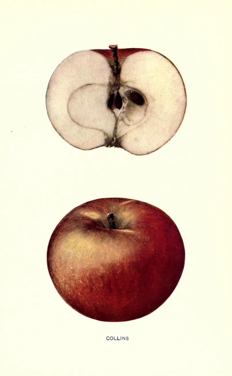 Illustration from Beach, The Apples of New York Vol. 1 (1905)