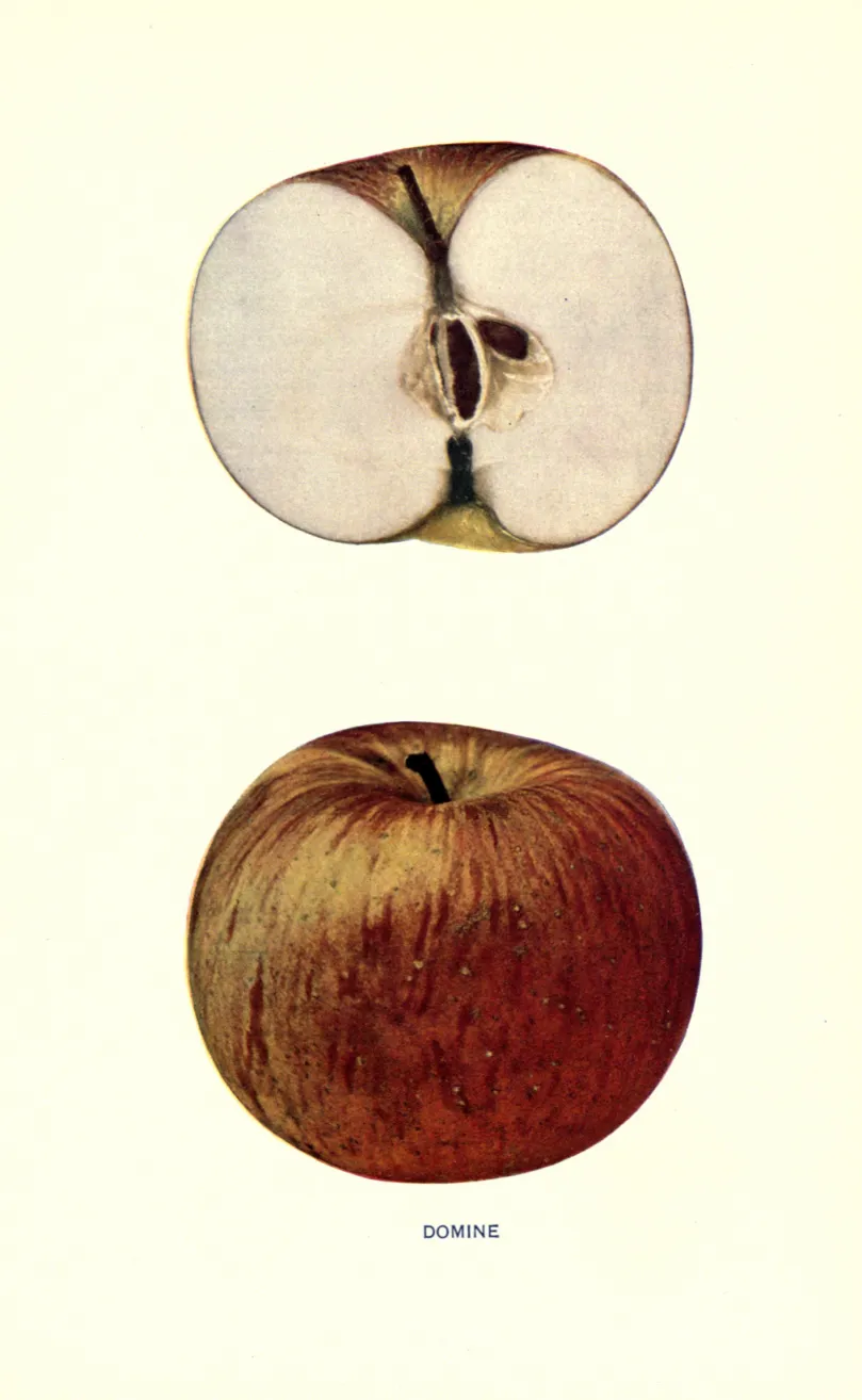 Illustration from Beach, The Apples of New York Vol. 1 (1905)