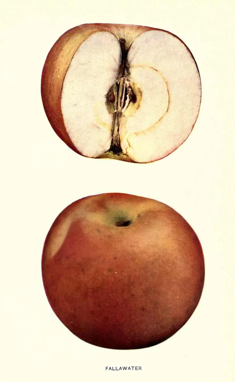 Illustration from Beach, The Apples of New York Vol. 1 (1905)