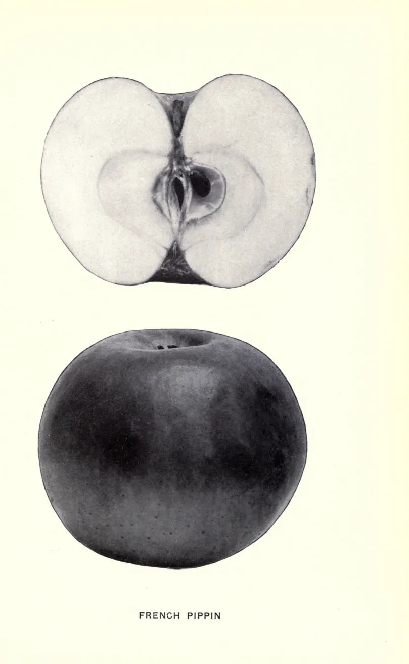 Illustration from Beach, The Apples of New York Vol. 1 (1905)