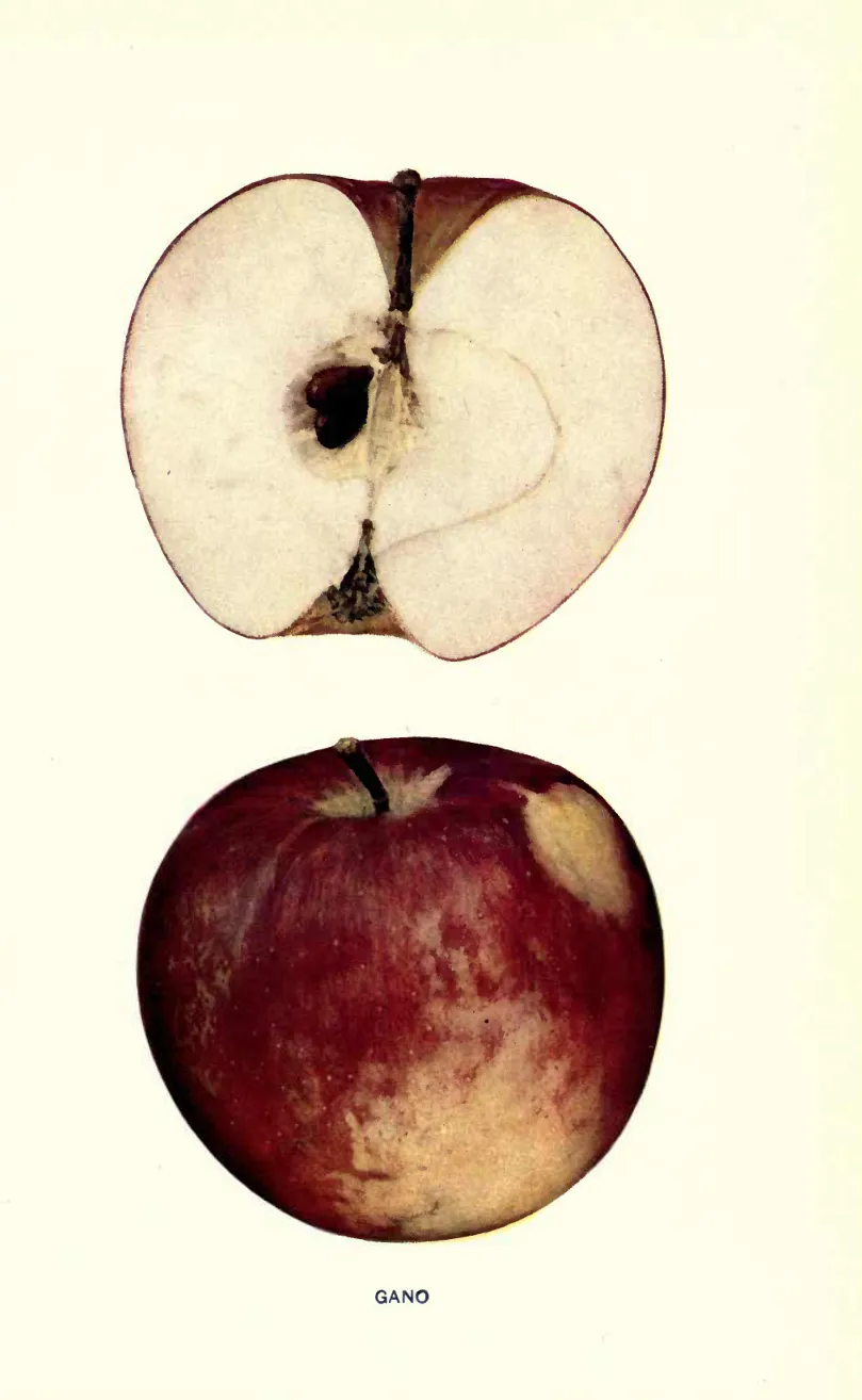 Illustration from Beach, The Apples of New York Vol. 1 (1905)