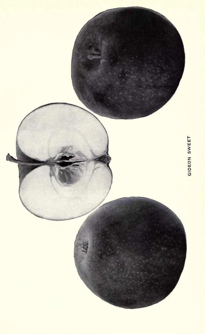 Illustration of Geneva Pippin