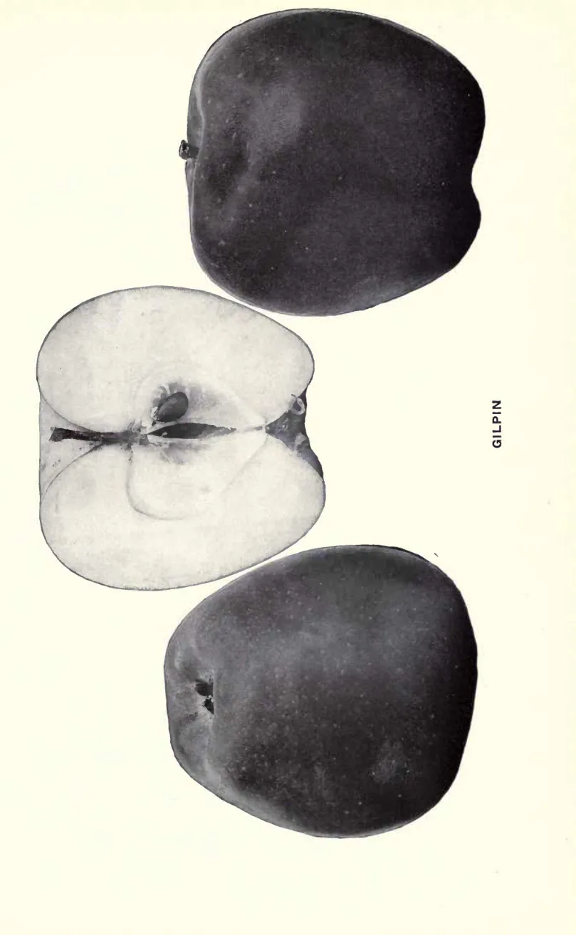 Illustration from Beach, The Apples of New York Vol. 1 (1905)