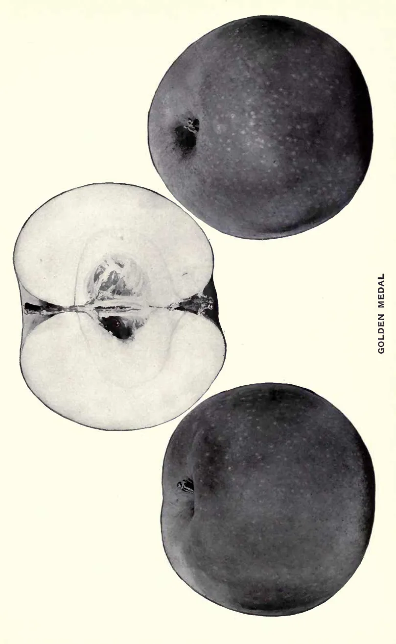 Illustration from Beach, The Apples of New York Vol. 1 (1905)
