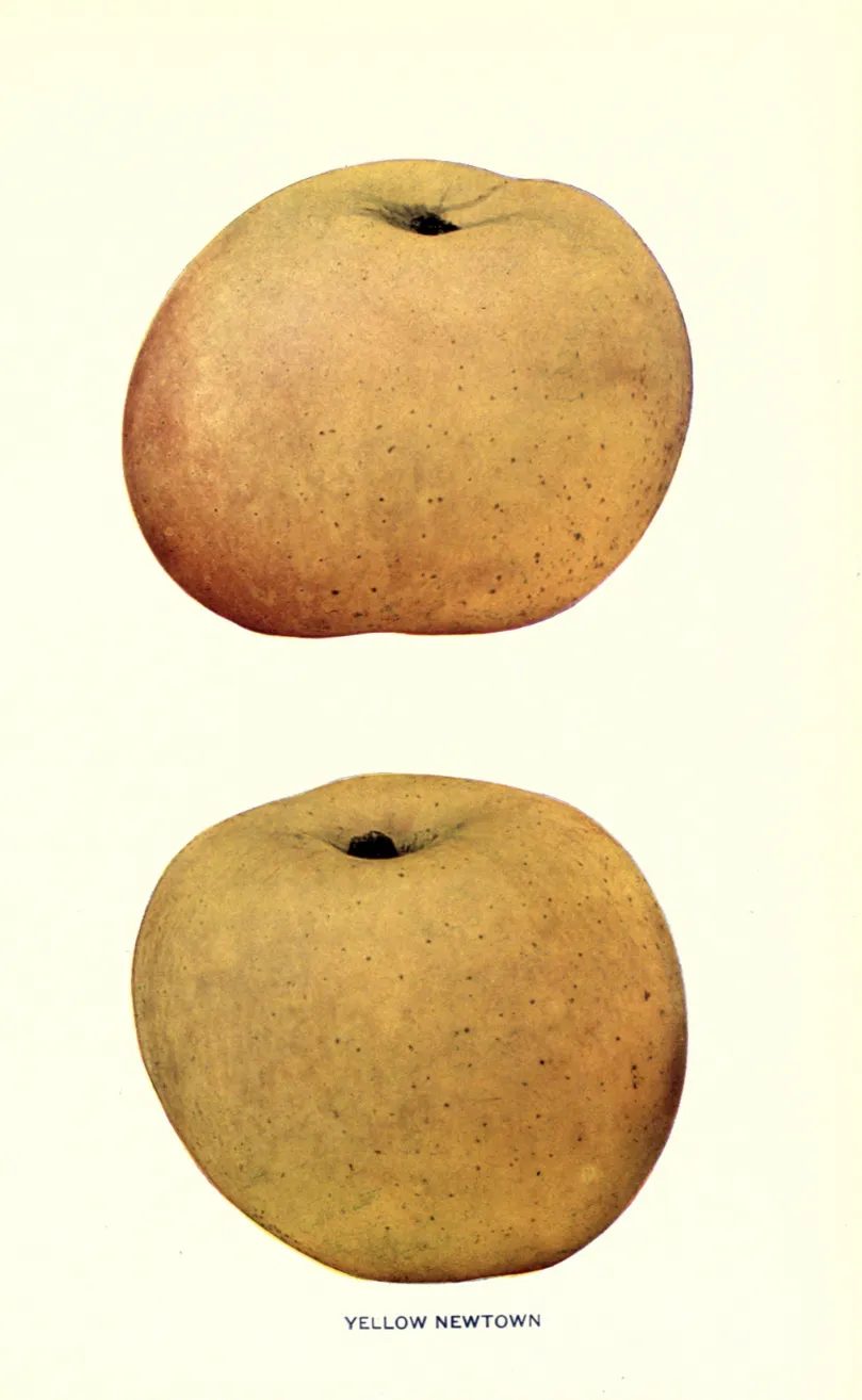 Illustration from Beach, The Apples of New York Vol. 1 (1905)