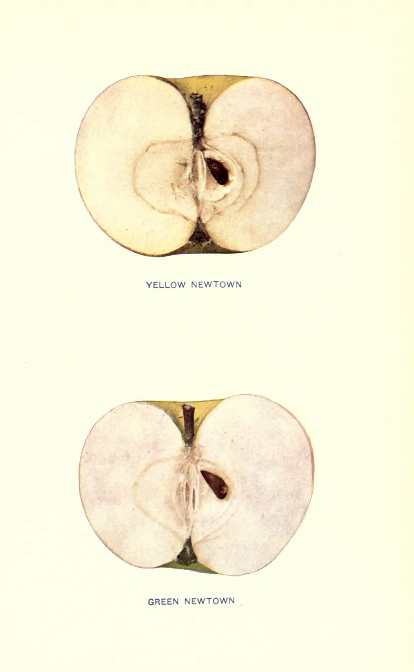 Illustration from Beach, The Apples of New York Vol. 1 (1905)