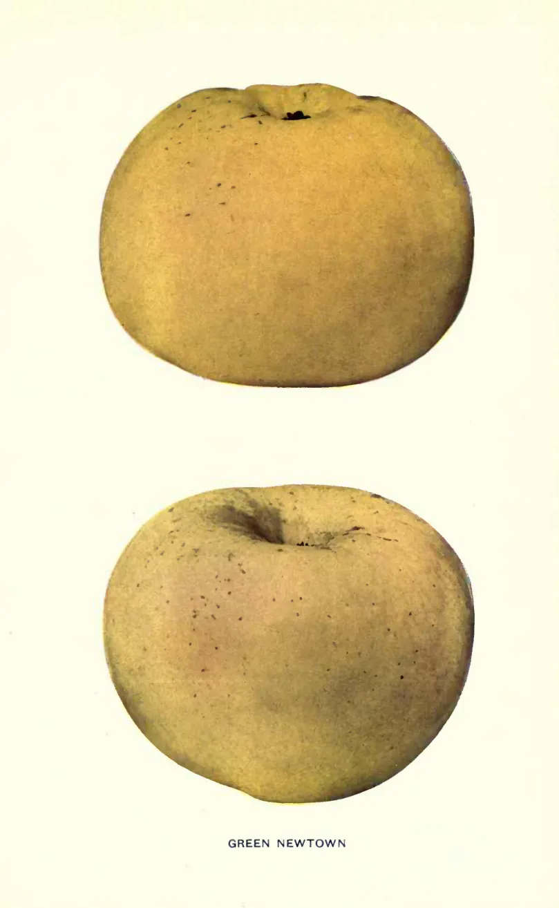 Illustration from Beach, The Apples of New York Vol. 1 (1905)