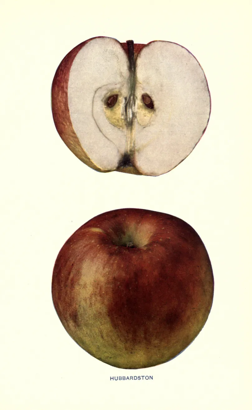 Illustration from Beach, The Apples of New York Vol. 1 (1905)