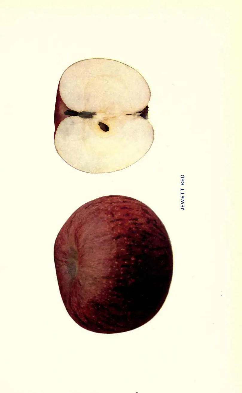Illustration from Beach, The Apples of New York Vol. 1 (1905)