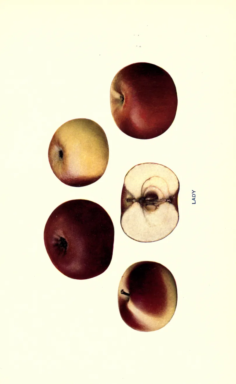 Illustration from Beach, The Apples of New York Vol. 1 (1905)