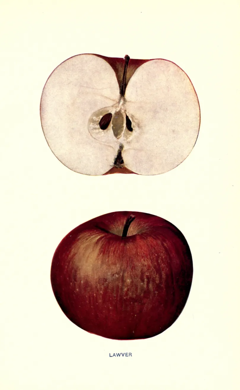 Illustration from Beach, The Apples of New York Vol. 1 (1905)