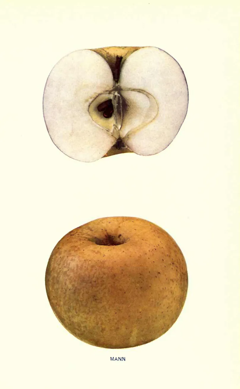 Illustration of Manchester