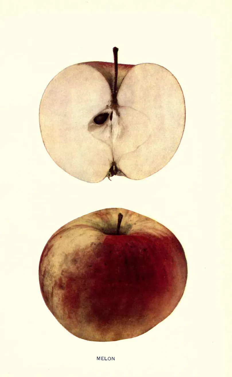 Illustration from Beach, The Apples of New York Vol. 1 (1905)