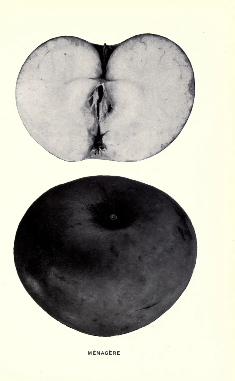 Illustration from Beach, The Apples of New York Vol. 1 (1905)