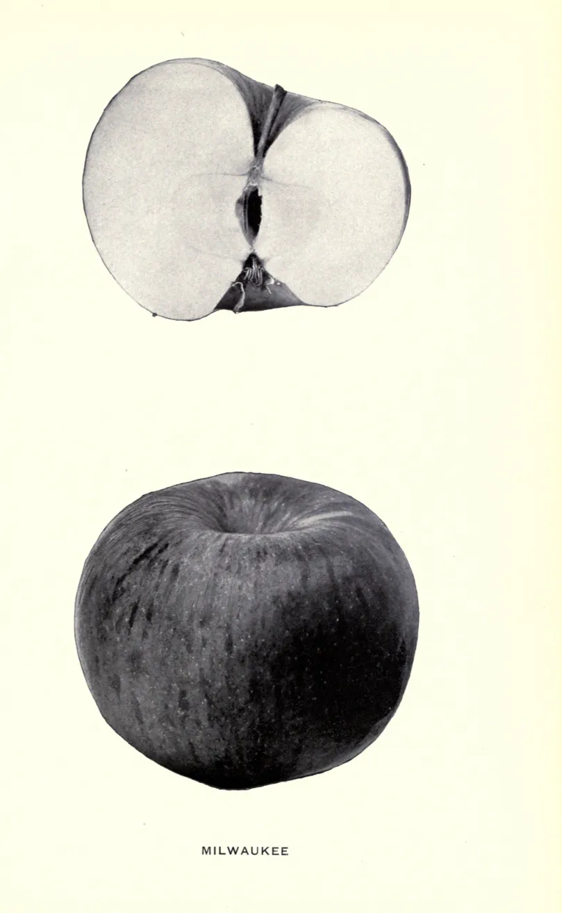 Illustration from Beach, The Apples of New York Vol. 1 (1905)