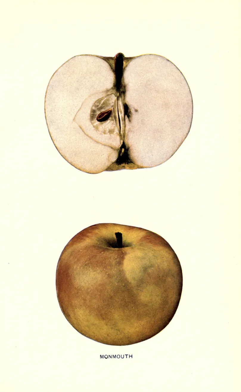 Illustration from Beach, The Apples of New York Vol. 1 (1905)