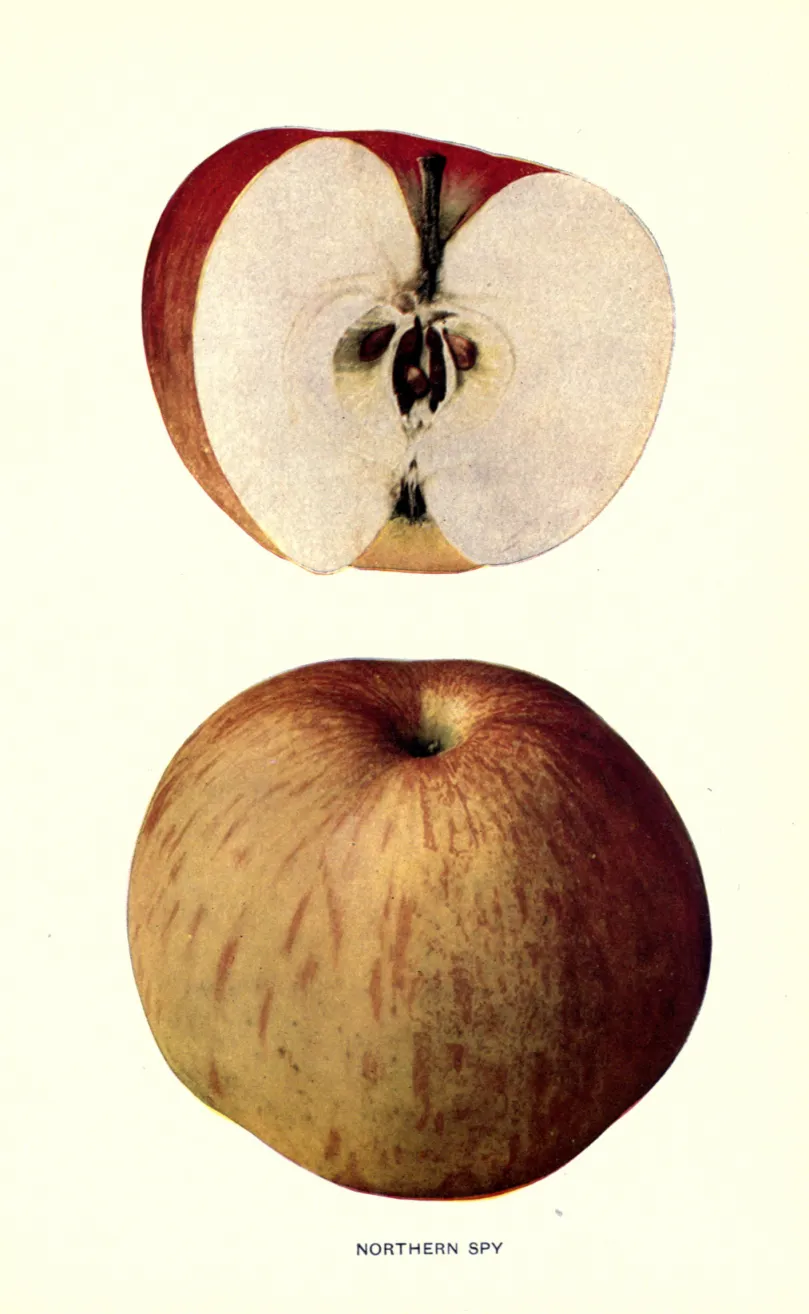 Illustration from Beach, The Apples of New York Vol. 1 (1905)