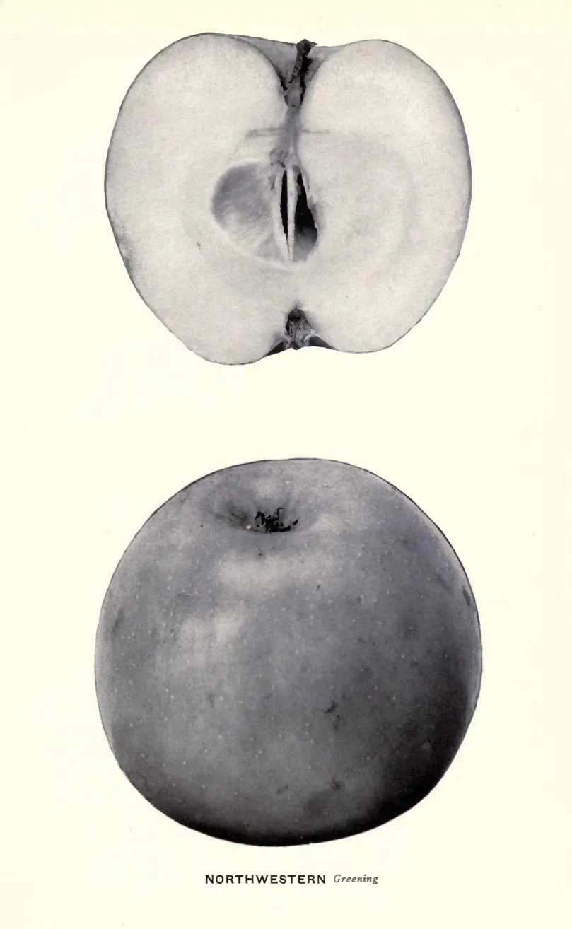 Illustration from Beach, The Apples of New York Vol. 1 (1905)
