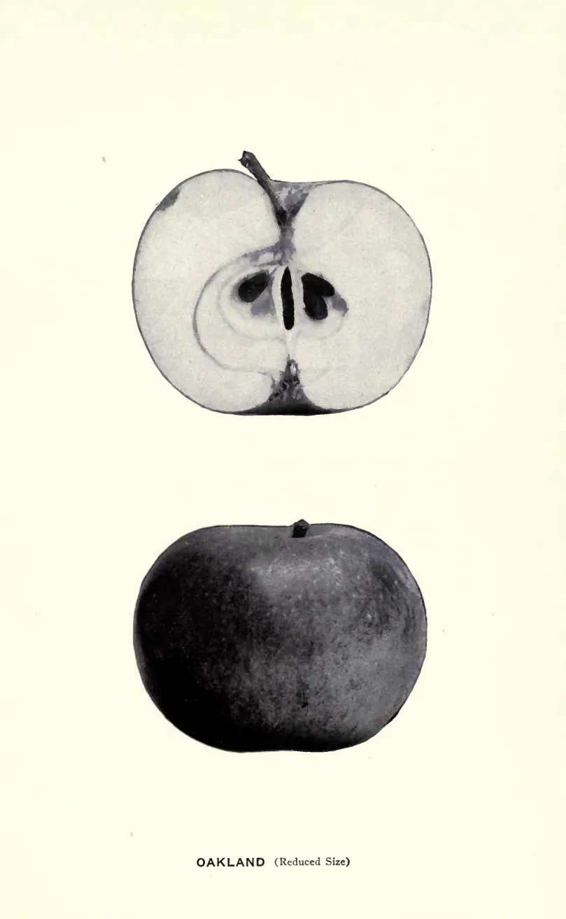 Illustration from Beach, The Apples of New York Vol. 1 (1905)