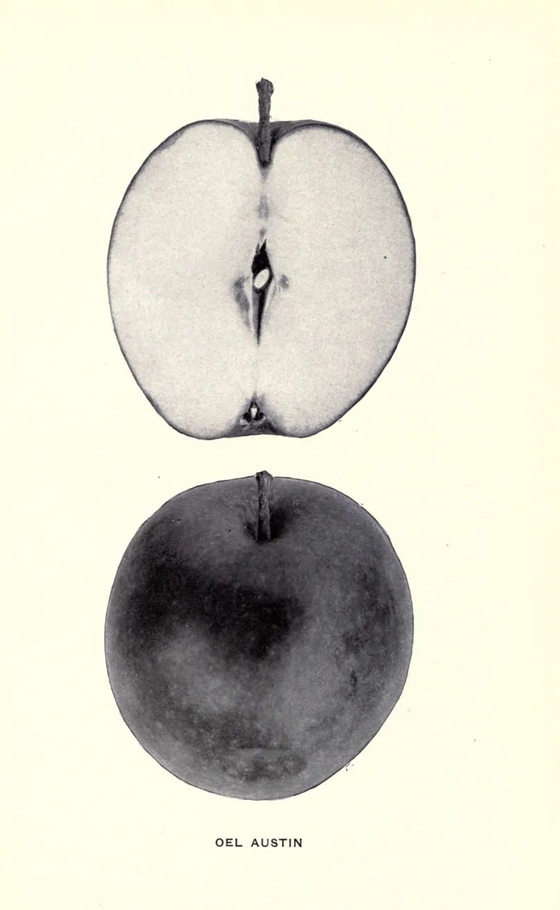 Illustration from Beach, The Apples of New York Vol. 1 (1905)