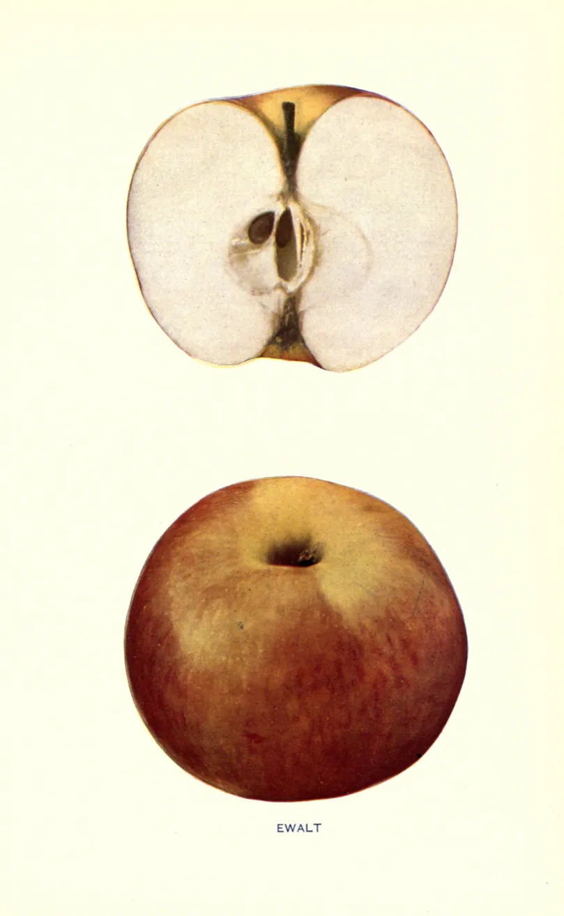 Illustration from Beach, The Apples of New York Vol. 1 (1905)