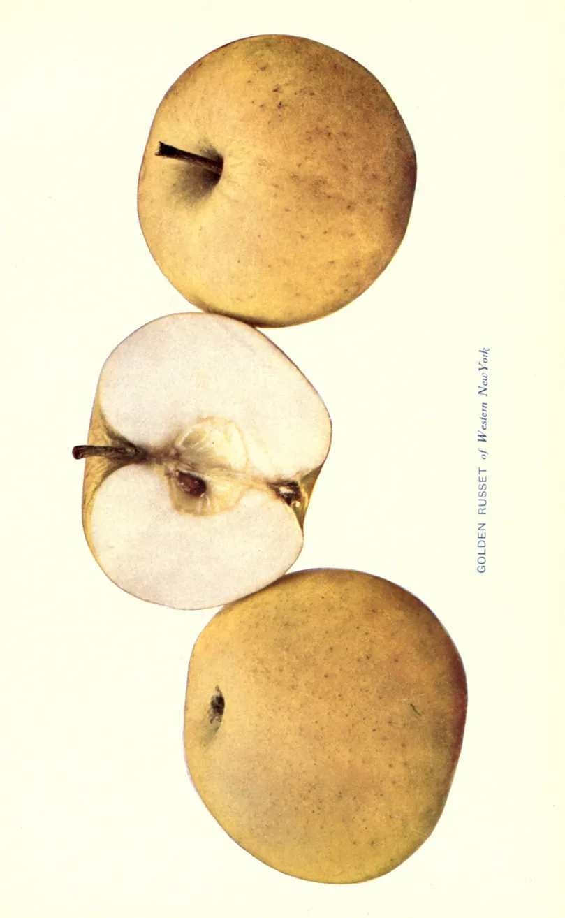 Illustration from Beach, The Apples of New York Vol. 1 (1905)