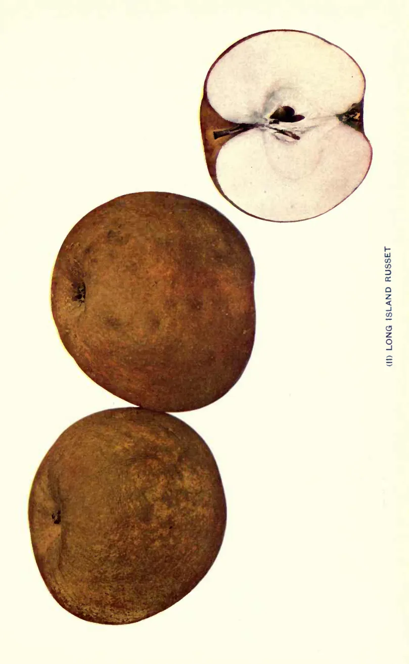 Illustration from Beach, The Apples of New York Vol. 1 (1905)