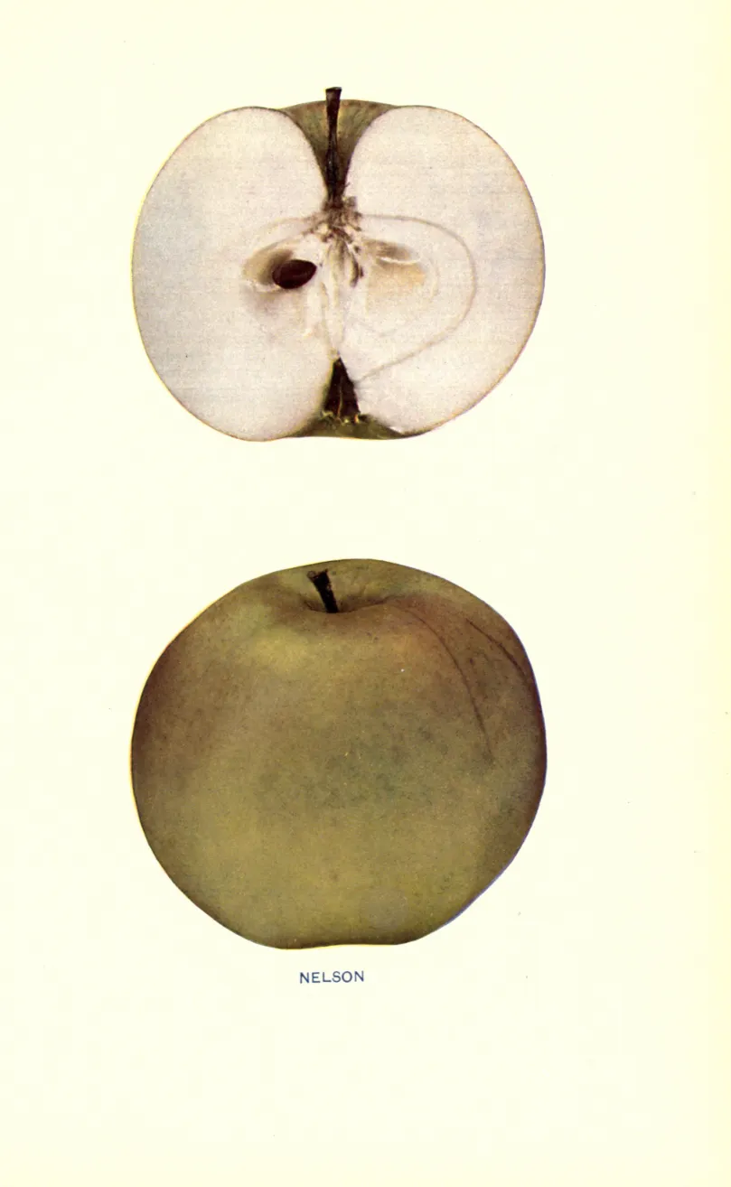 Illustration from Beach, The Apples of New York Vol. 1 (1905)