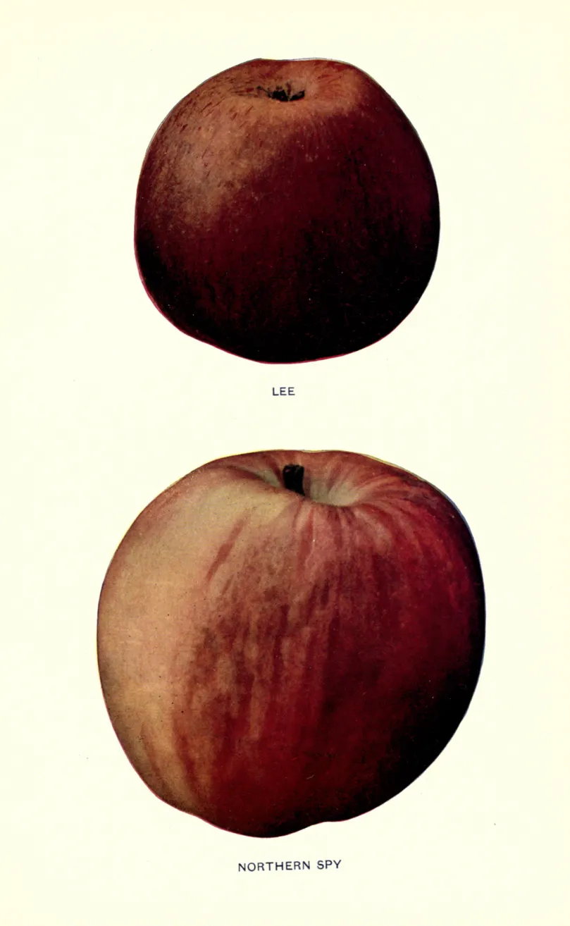 Illustration from Beach, The Apples of New York Vol. 1 (1905)
