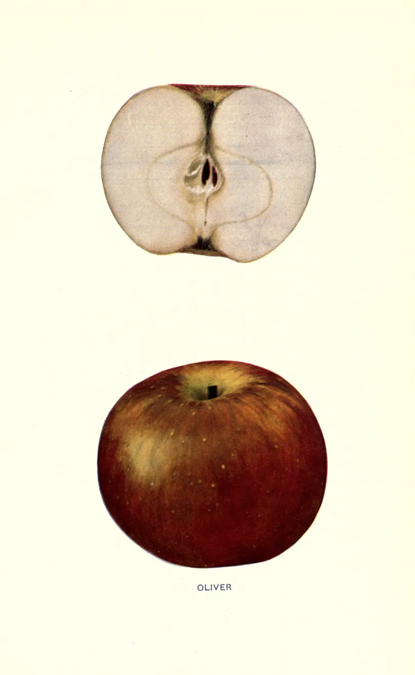 Illustration from Beach, The Apples of New York Vol. 1 (1905)