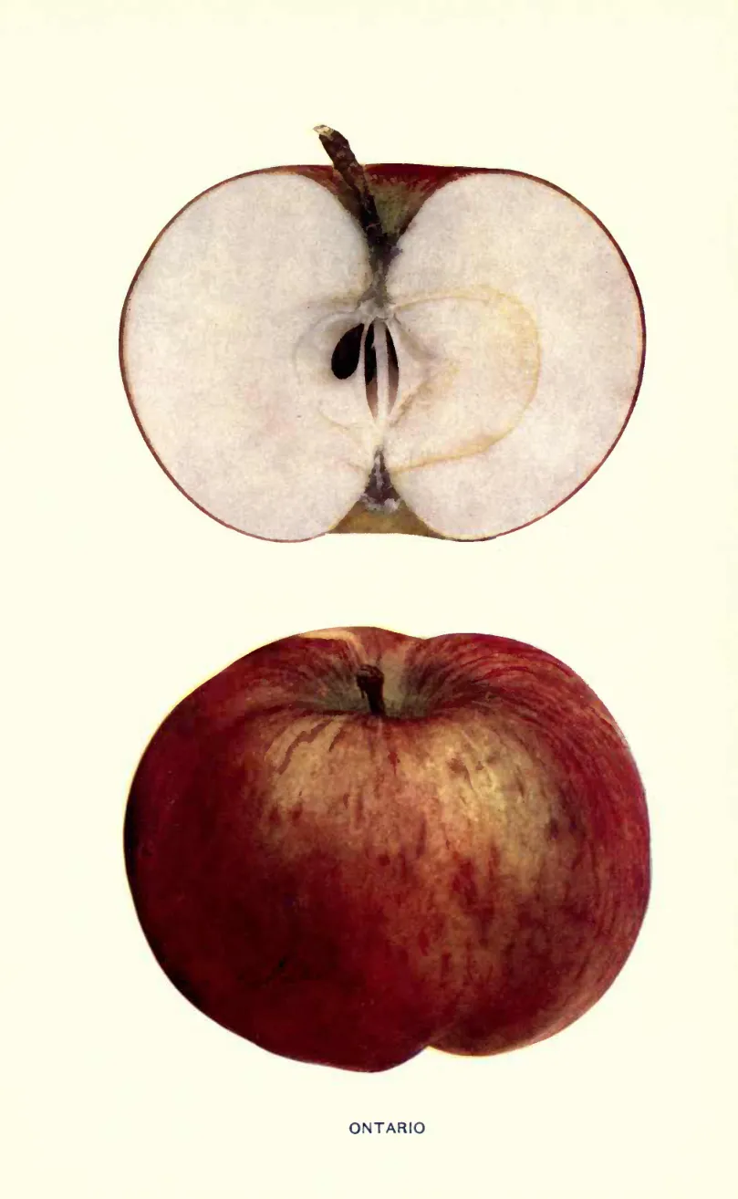 Illustration from Beach, The Apples of New York Vol. 1 (1905)