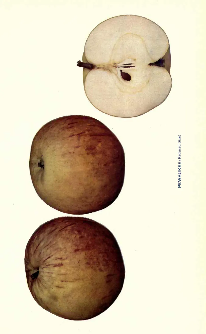 Illustration from Beach, The Apples of New York Vol. 1 (1905)