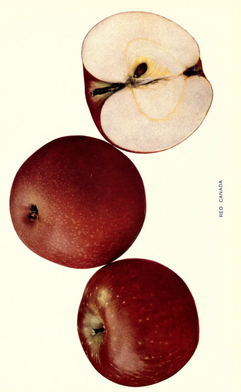 Illustration from Beach, The Apples of New York Vol. 1 (1905)