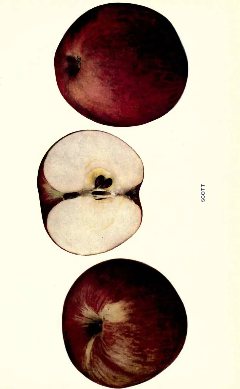 Illustration from Beach, The Apples of New York Vol. 1 (1905)